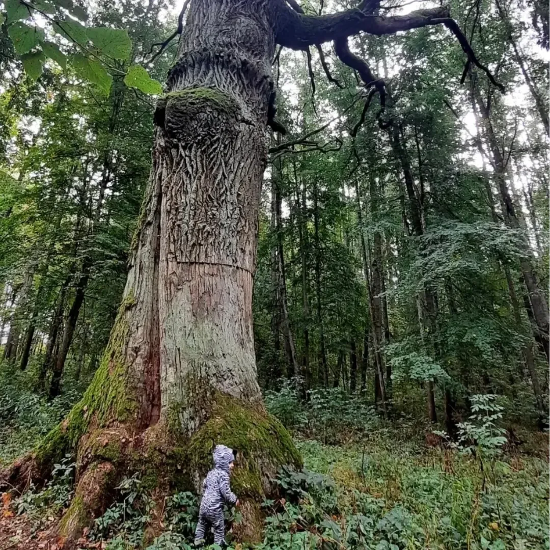 Вековой дуб парка Альба — место сбора участников субботника