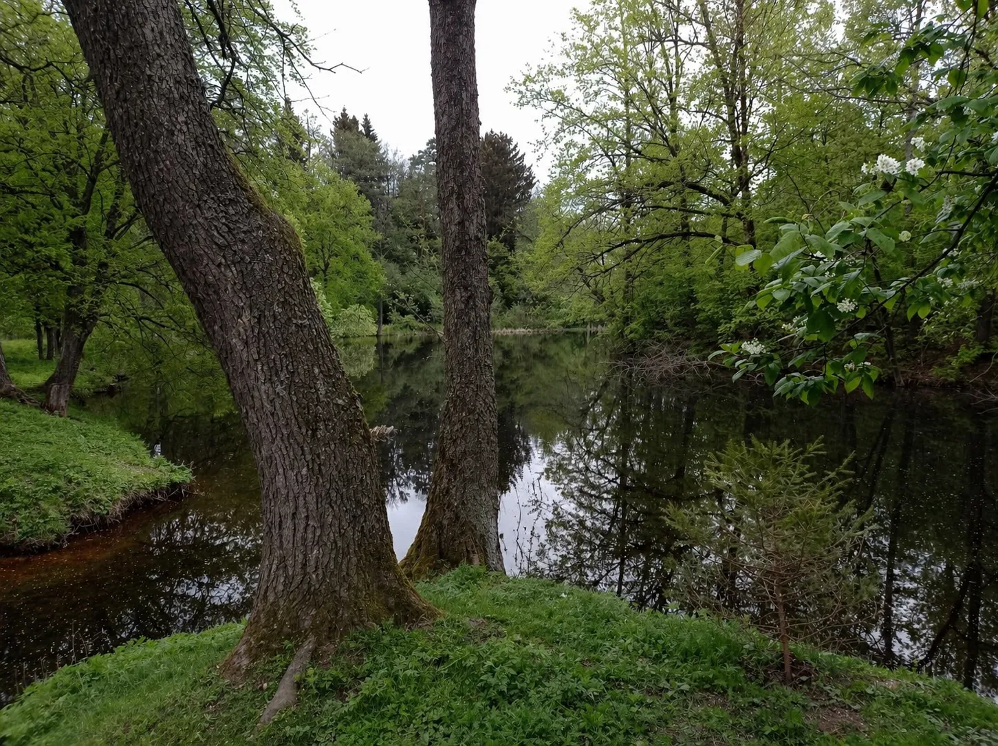 Канал парка Альба весной — отражение деревьев в воде