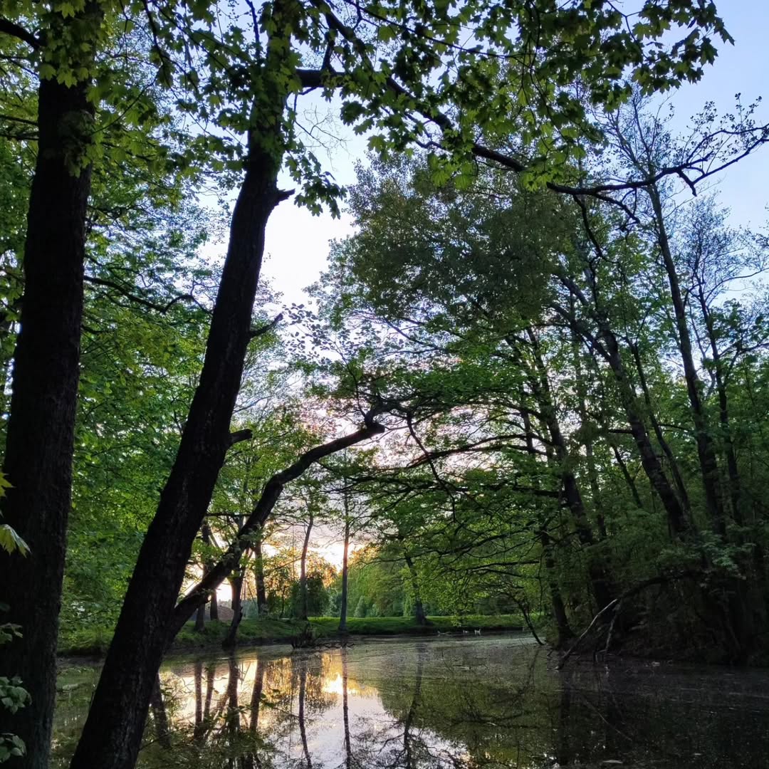 Парк Альба весной — канал с отражением деревьев, Несвиж