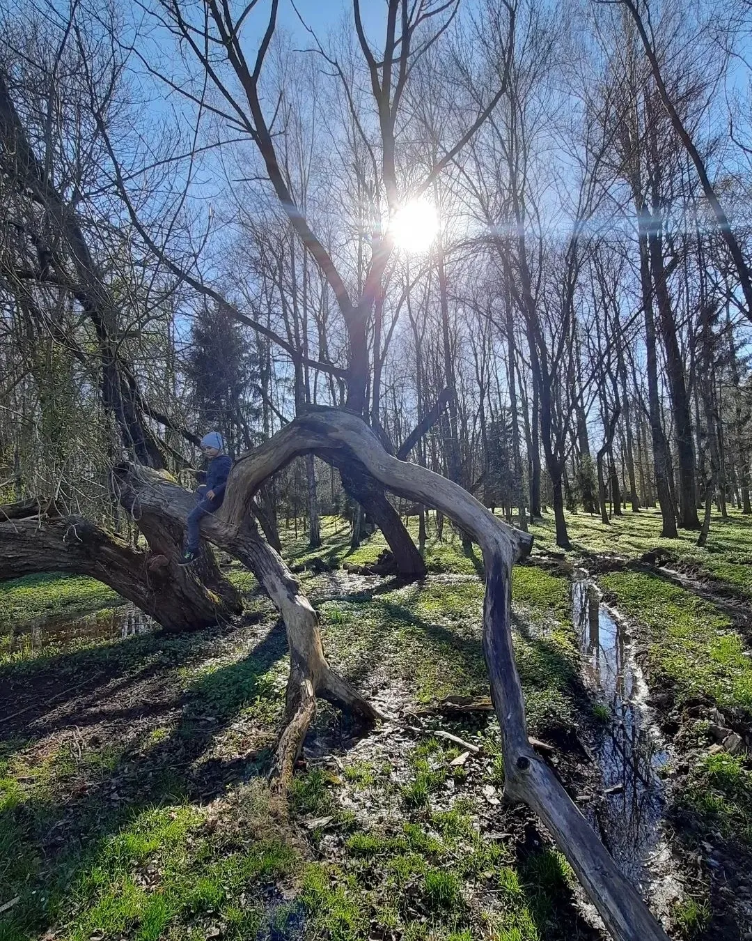 Парк Альба — упавшее дерево, работа волонтёров