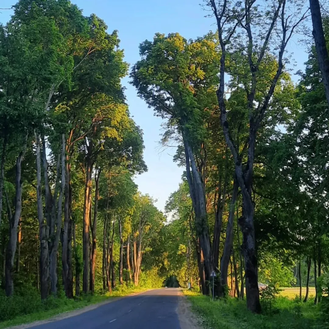 Дорога к парку Альба — аллея деревьев летом